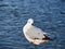 Healthy Seagull Perched on One Leg Beside Ocean