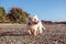 Healthy senior dog exploring beach - west highland white terrier