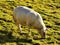 Healthy Sheep Grazing On Grass, Northumberland, England.