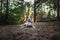 Healthy slender dog Dalmatian lying in forest clearing