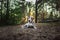 Healthy slender dog Dalmatian lying in forest clearing