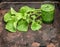 Healthy smoothy of fresh green radish leaves. Vegan food. Detox