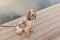 A healthy spaniel dog on a leash sits by the water. The dog stuck out its tongue