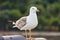 Healthy and strong seagull hovering on the roof