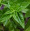 A healthy, sweet, Genovese basil plant growing organically in a