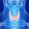 The healthy thyroid gland