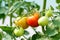 Healthy Tomato Culture