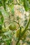 Healthy tomatoes on a twig in a greenhouse