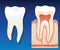 Healthy tooth