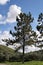 Healthy tree in a field with bushes and green grass and mountains