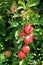 Healthy tree laden with seasonal crop of apples