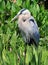 Healthy tricolored heron