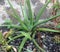 A healthy tropical aloe plant