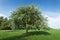 Healthy vigorous tree in the park