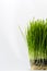 Healthy Wheatgrass