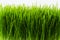 Healthy Wheatgrass