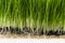 Healthy Wheatgrass