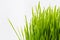 Healthy Wheatgrass