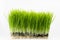 Healthy Wheatgrass