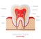 Healthy white tooth anatomy flat