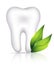 Healthy white tooth and green leafs