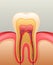 Healthy white tooth, gums and bone