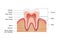 Healthy white tooth, gums and bone illustration, detailed anatomy. Tooth anatomy infographics. Realistic White Tooth Mockup.