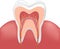 Healthy white tooth, gums and bone illustration, detailed anatomy. Tooth anatomy infographics. Realistic White Tooth Mockup. Oral