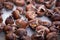 Healthy winter snack chestnuts on wooden background