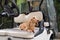 Healthy young beige dachshund walking outdoor at sunny day. Golf cart is electric car.