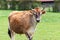 Healthy young Brown Swiss bull in a pasture