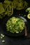 Healthy Zucchini Noodles with Basil Pesto, Beans, Brussels Sprouts and Avocado - served on a black background