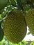 healty fuit it\'s called jackfruit or nangka in indonesian language