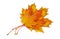 Heap of autumnal maple leaves on white background