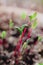 Heap of beet microgreens. Healthy eating concept of fresh garden produce organically grown as a symbol of health and vitamins from