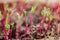 Heap of beet microgreens. Healthy eating concept of fresh garden produce organically grown as a symbol of health and vitamins from