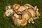 Heap of birch boletes