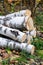 Heap of birch logs in the forest among the grass and colorful fallen leaves