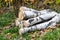 Heap of birch logs in the forest among the grass and colorful fallen leaves