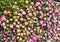 Heap of buttercup flowers at a flower market stall