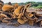 Heap of cork tree bark as raw commodity