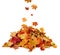 A heap of different maple dry leaf .Red and colorful foliage colors in