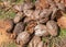 Heap of discarded coconut husks, Kadenahalli, Karnataka, India