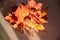 Heap of dried maple tree leaves with sunlight