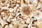 Heap of edible mushroom russula heterophylla close-up