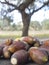 Heap of fallen acorns from holm oak trees at sunset