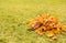 Heap of fallen maple leaves on grass
