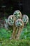 Heap of five spring fern bourgeons