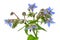 Heap of fresh blue borage flowers for decoration isolated at white background
