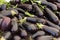 Heap of Fresh Eggplant